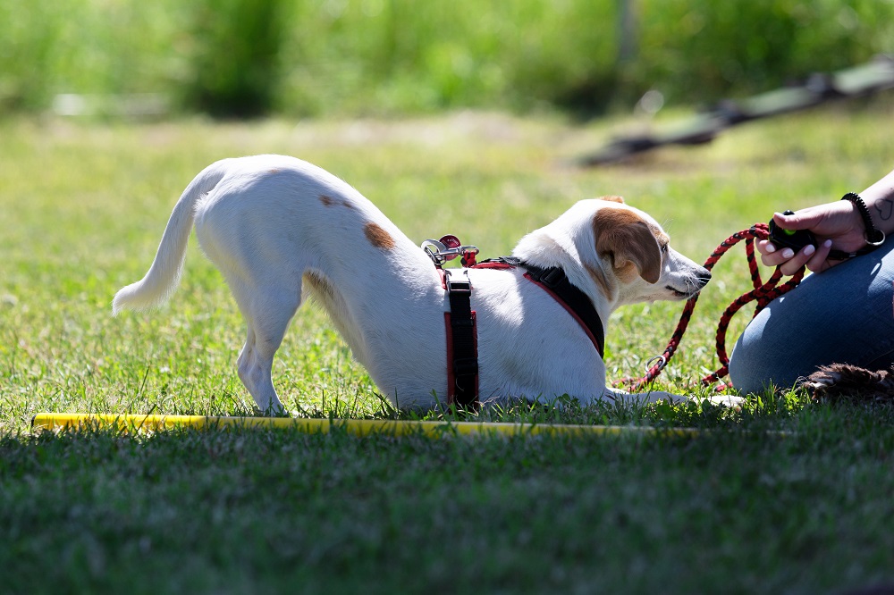 kleiner Hund2