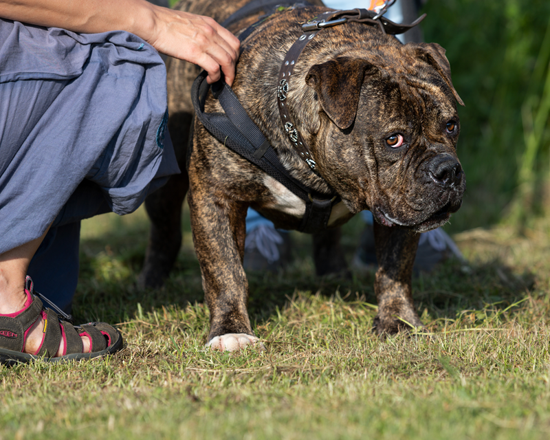aggressiver_hund